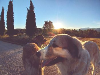 View of dogs on field against sky
