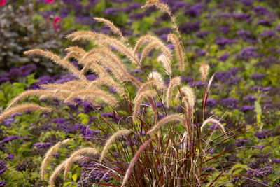 Close-up of purple flowering plant on field