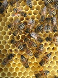 Close-up of bee on the floor