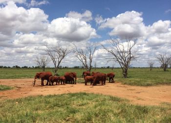 Horses in a field