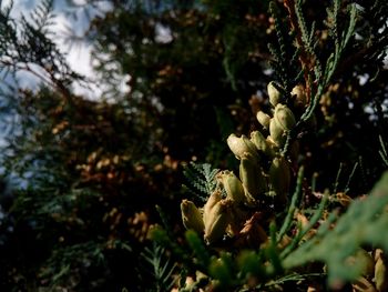 Close-up of pine tree branch