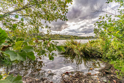 Plants by river against sky