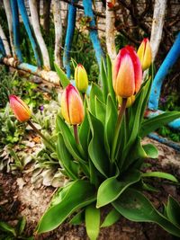 Close-up of red flowering plant