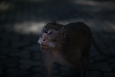 Close-up of an animal