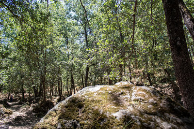 Trees in forest