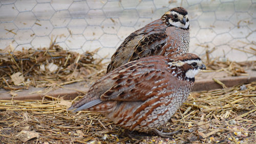 View of birds on field