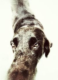 Close-up portrait of a dog over white background