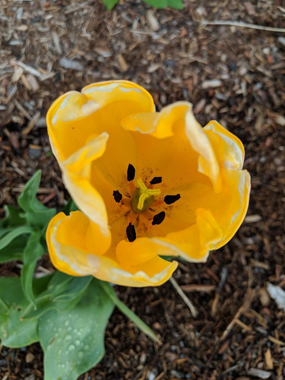 HIGH ANGLE VIEW OF YELLOW CROCUS FLOWER