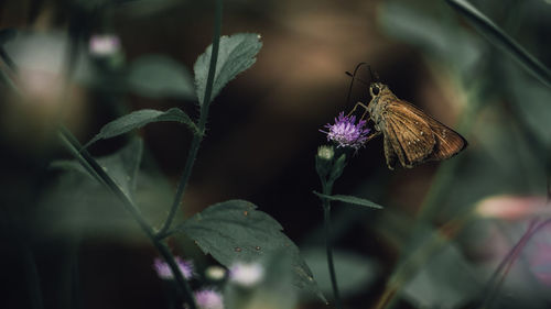 Close-up of butterfly pollinating on flower