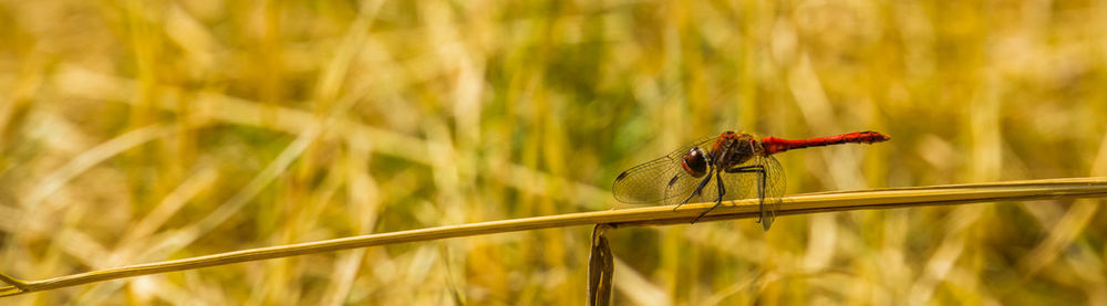 Close-up of insect on plant