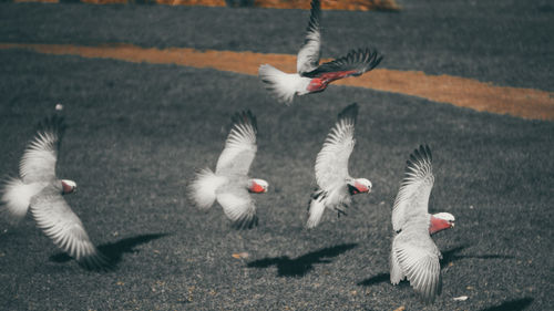 High angle view of birds flying
