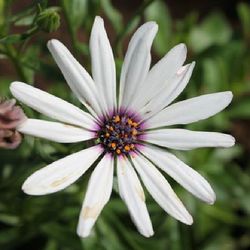 Close-up of flower blooming outdoors