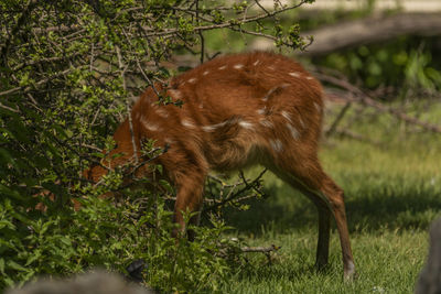 Deer on field