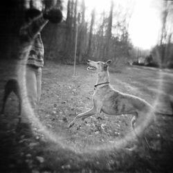 Man with dog on field in forest