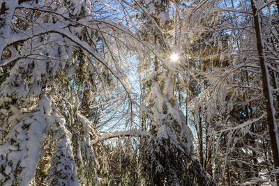 Low angle view of frozen trees during winter