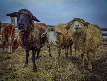 Portrait of sheep on field