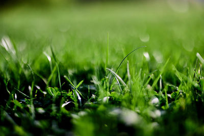 Green lawn