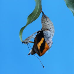 Low angle view of butterfly flying against blue sky