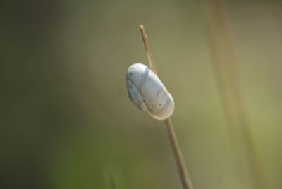 Close-up of snail on plant