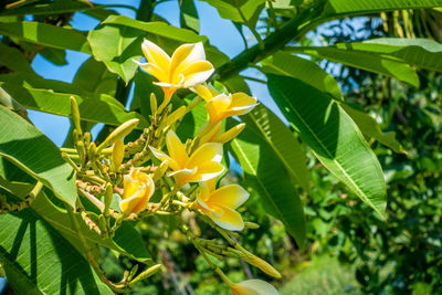 Close-up of yellow flowering plant