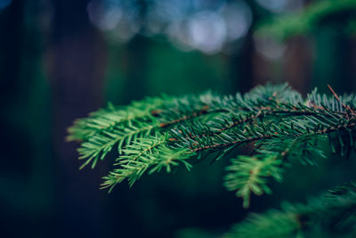 Close-up of fern leaves