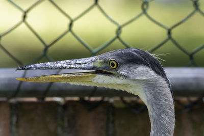 Close-up of a bird