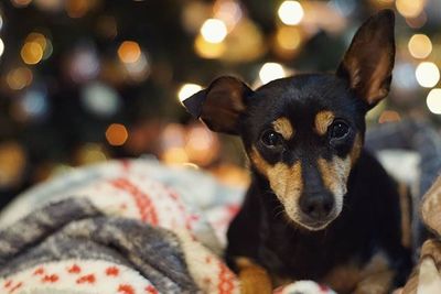 Close-up portrait of a dog