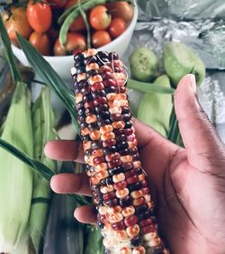 Cropped hand of person holding multicolored corn
