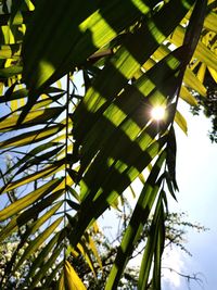 Low angle view of sunlight streaming through palm tree