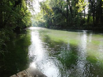 River amidst trees in forest