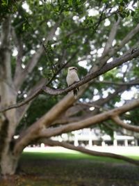 Low angle view of bird on branch