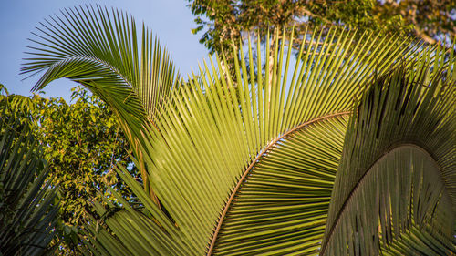 Low angle view of palm tree