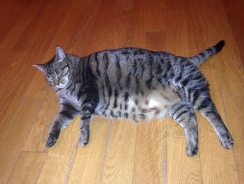 Portrait of cat resting on floor