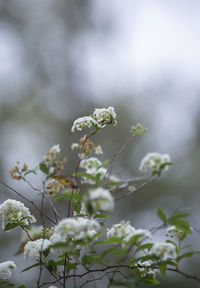 Close-up of white flowering plant