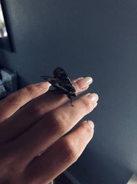 Close-up of hand holding small leaf