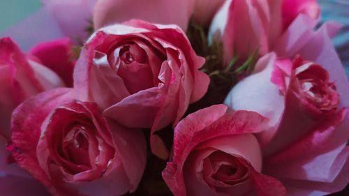 Close-up of pink rose