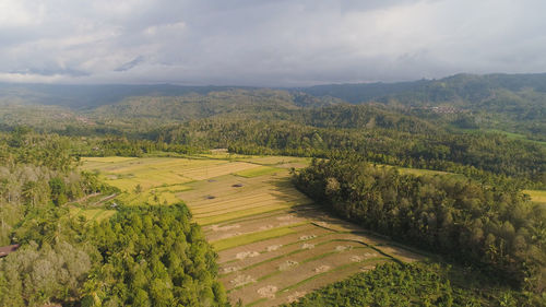 Agricultural land with rice fields. aerial view farmland with rice terrace agricultural crops. bali.