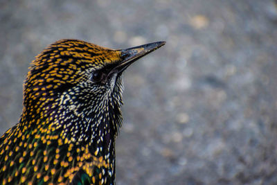 Close-up of a bird against blurred background