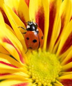 Close-up of ladybug on yellow flower