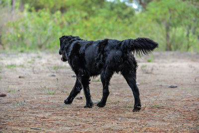 Black dog running on field