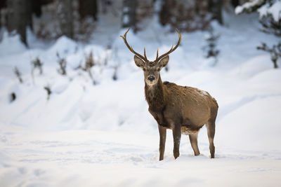 Deer standing on snow covered land