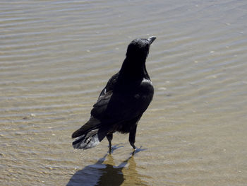 Black bird