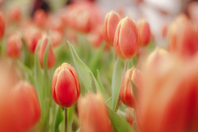 Close-up of red tulips on field