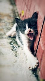 Close-up portrait of cat yawning