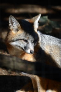 Close-up of a fox looking away