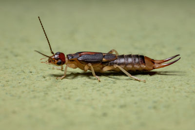 Close-up of insect