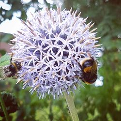 Close-up of insect on flower