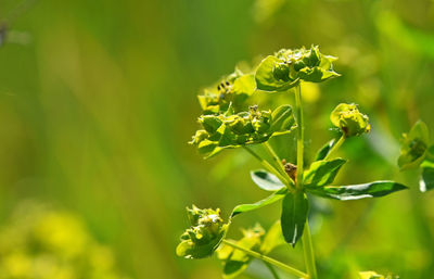 Close-up of flower buds