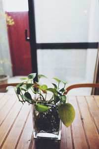 Close-up of potted plant on table