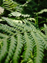 Close-up of fern leaves